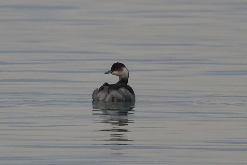 Eared Grebe - ML647353738