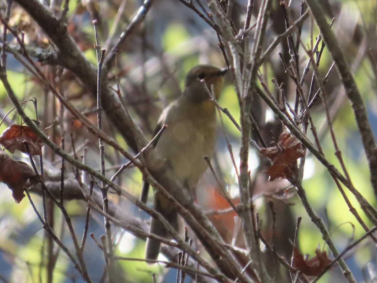 Taiwan Vivid Niltava - ML647353739