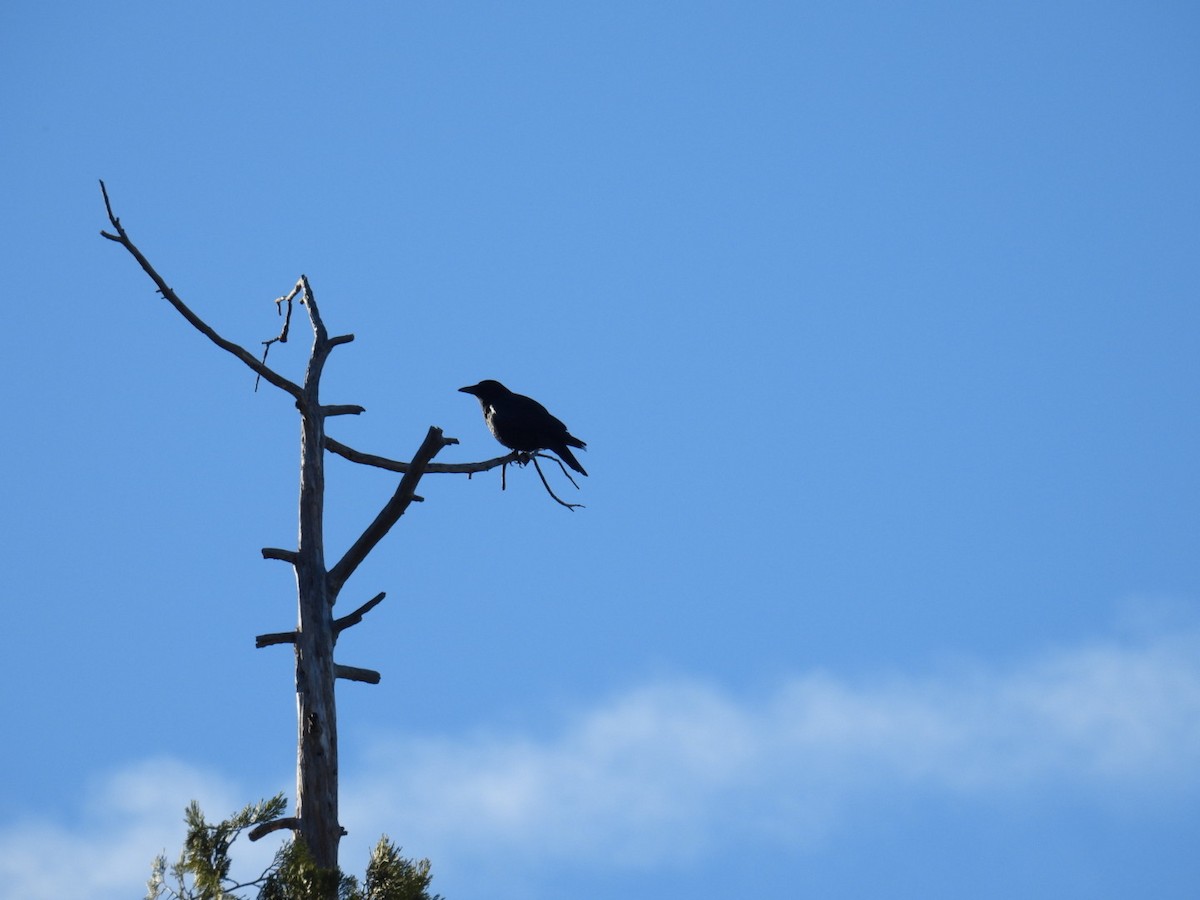 American Crow - ML647353741