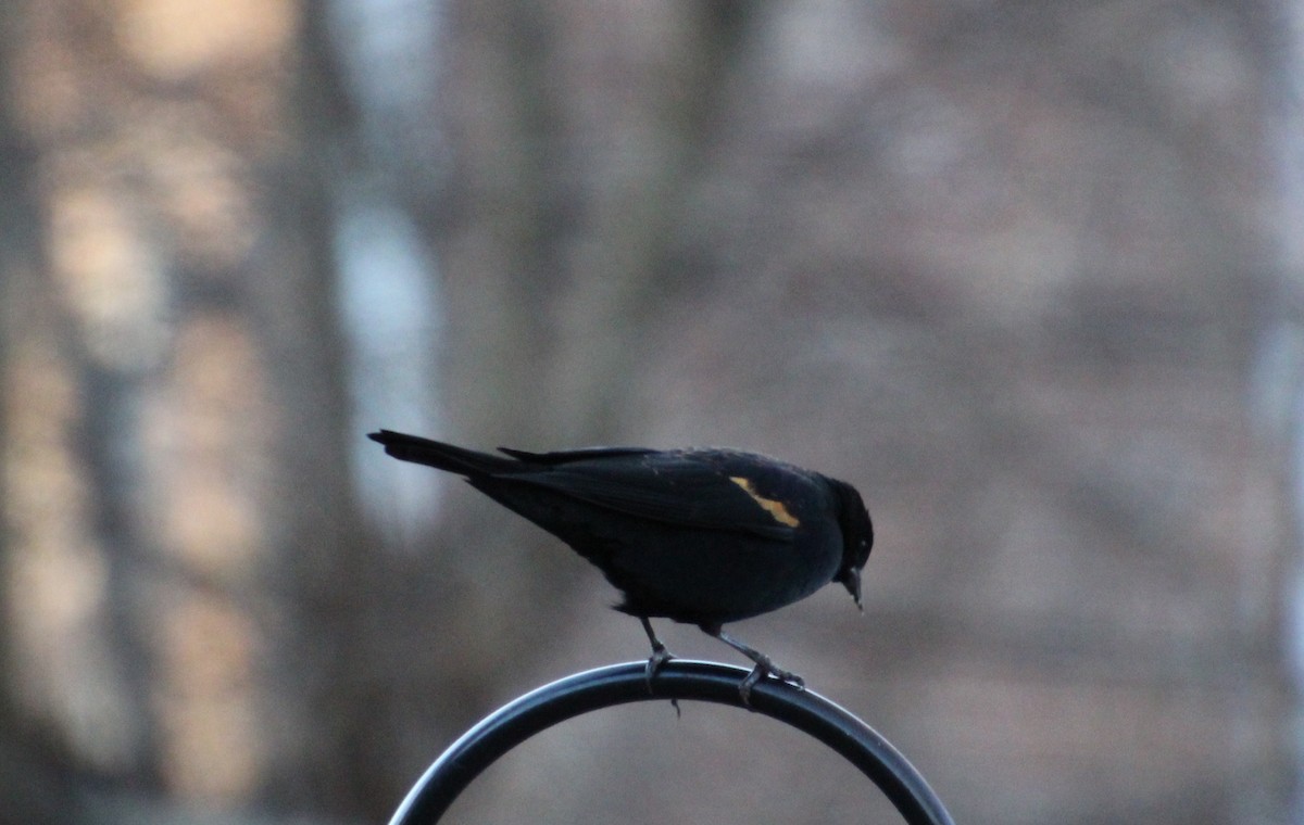 vlhovec červenokřídlý - ML647353746