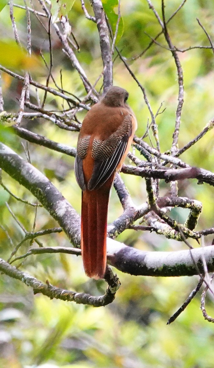 Trogon de Malabar - ML647353750