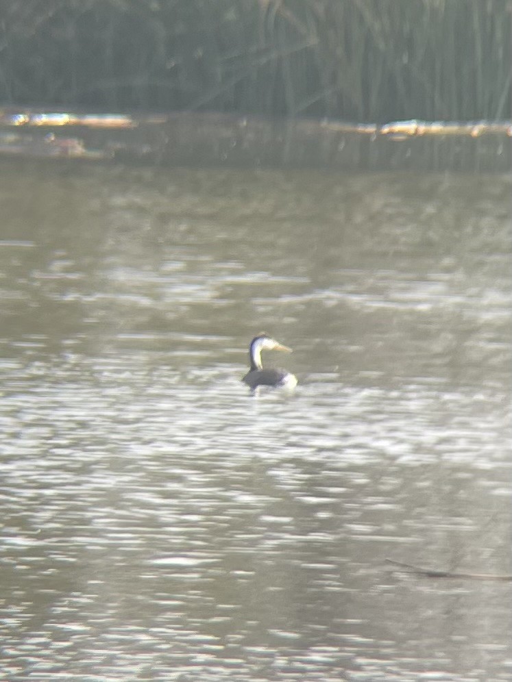 potápka bělolící - ML647353754