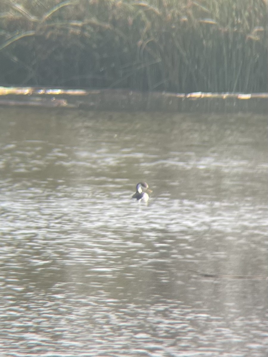 potápka bělolící - ML647353755