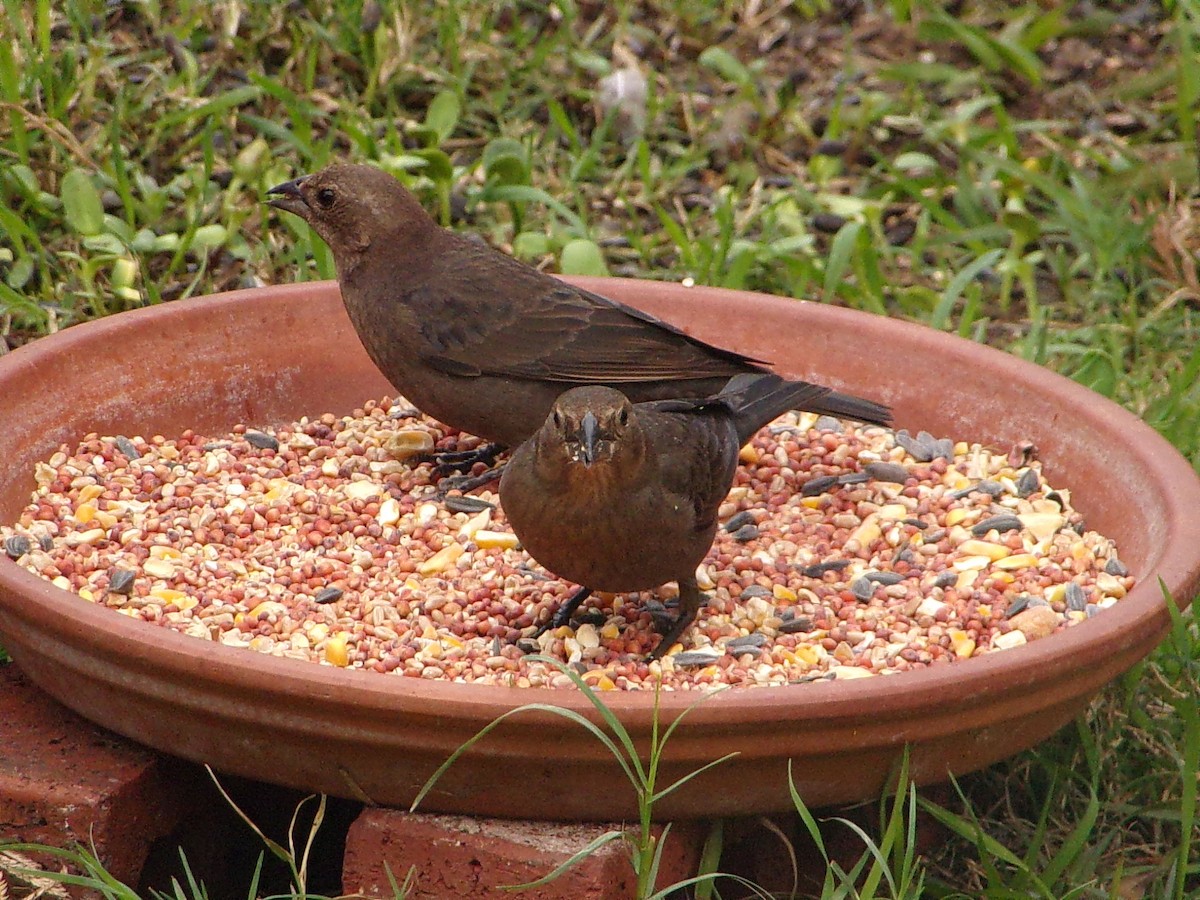 Brown-headed Cowbird - ML647353762