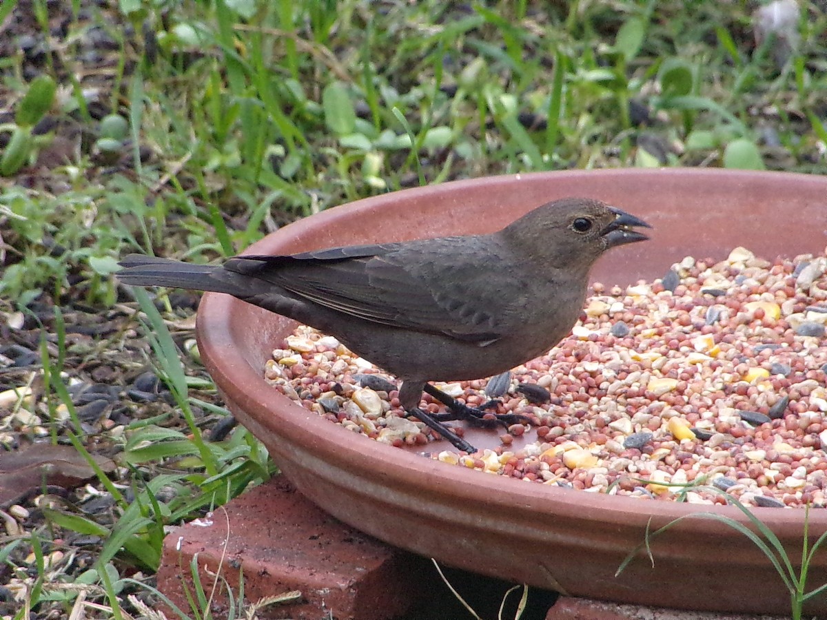 Brown-headed Cowbird - ML647353763