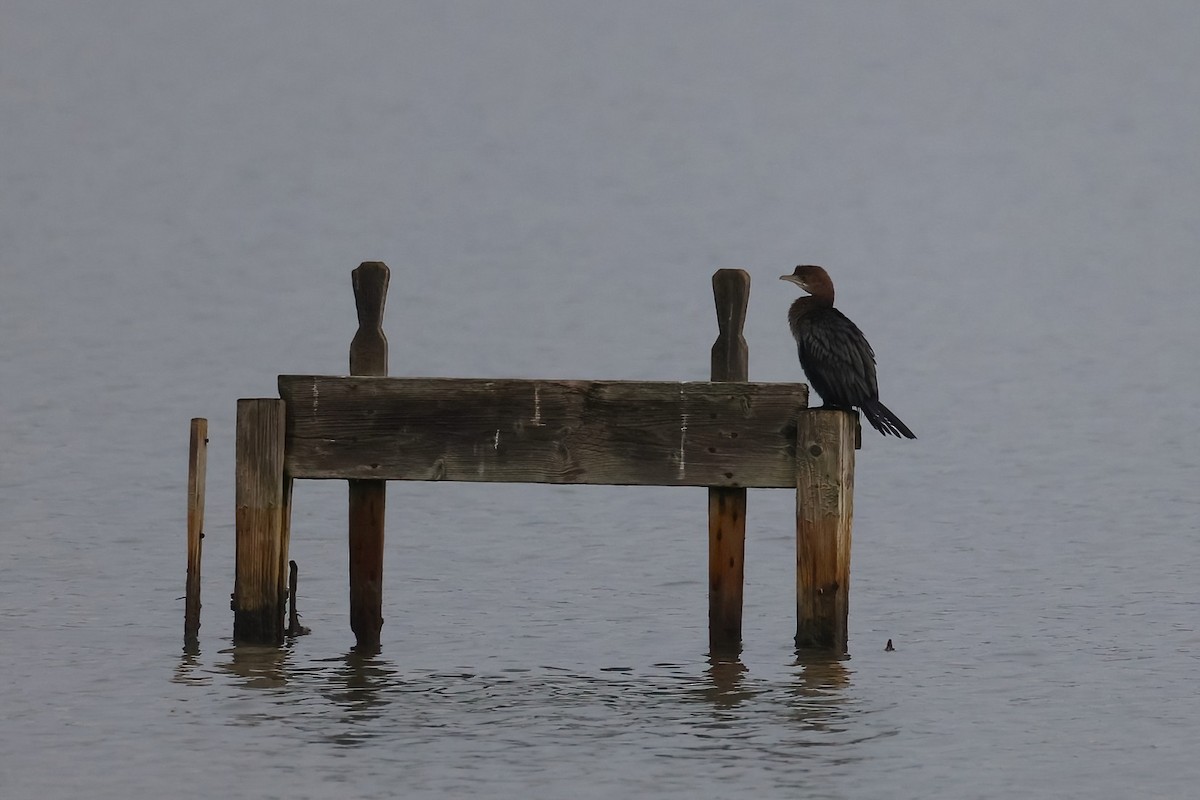 Ubarroi txikia - ML647353769