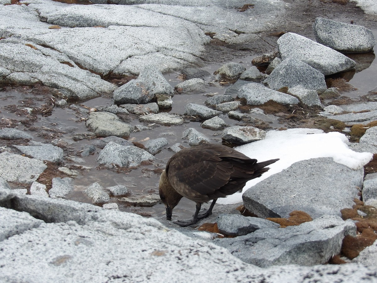 灰賊鷗 - ML647353781