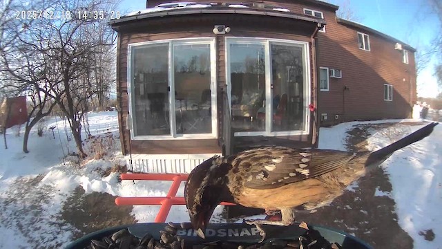 Black-headed Grosbeak - ML647353787