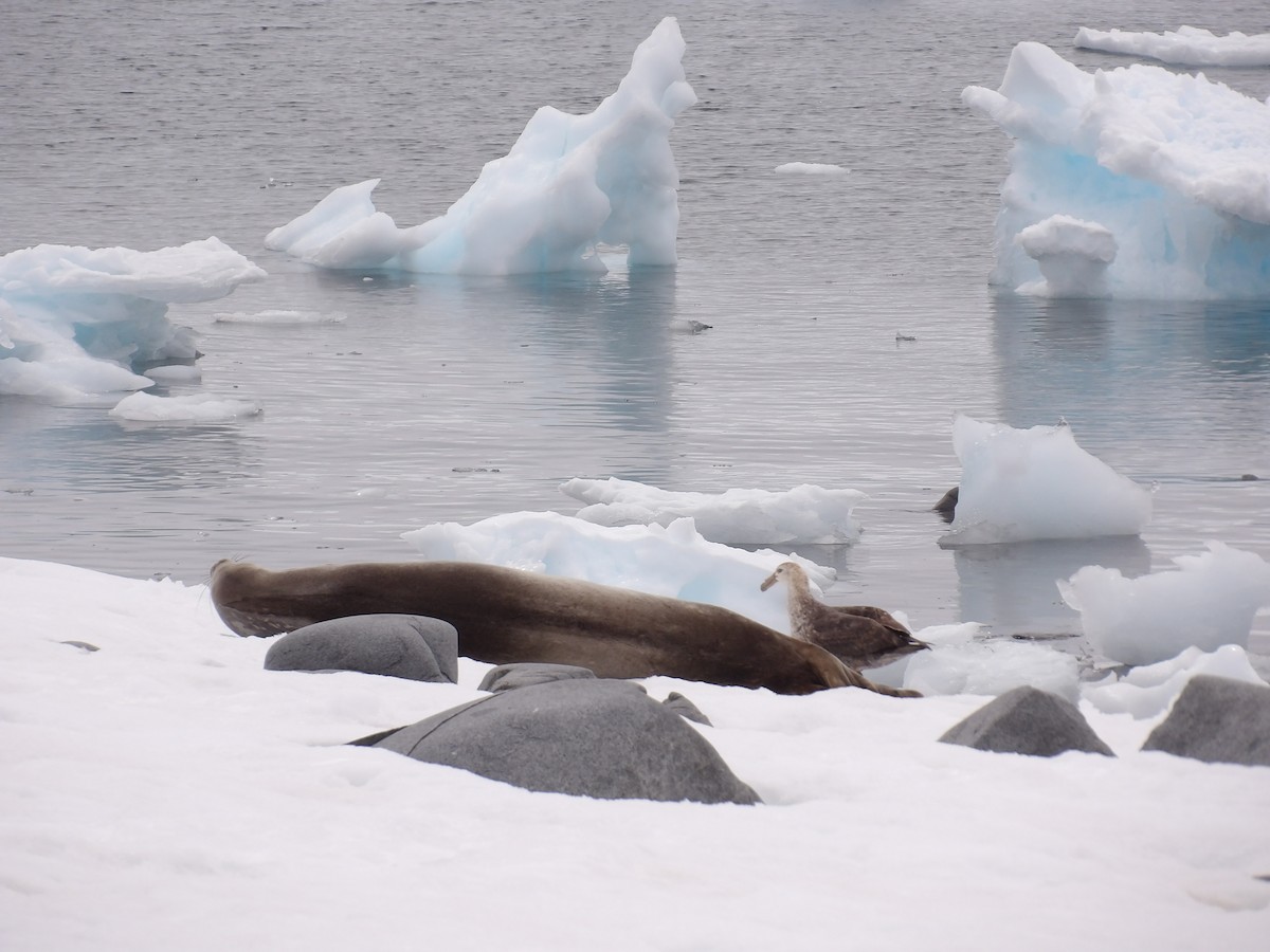 Southern Giant-Petrel - ML647353788