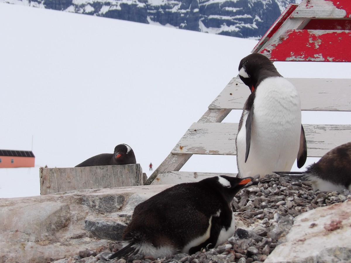 Gentoo Penguin - ML647353797