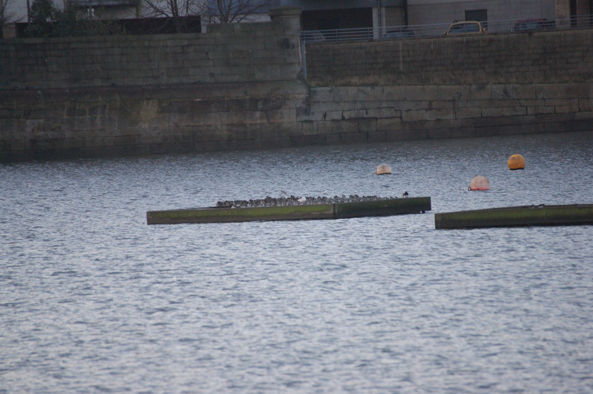 Исландский песочник - ML647353799