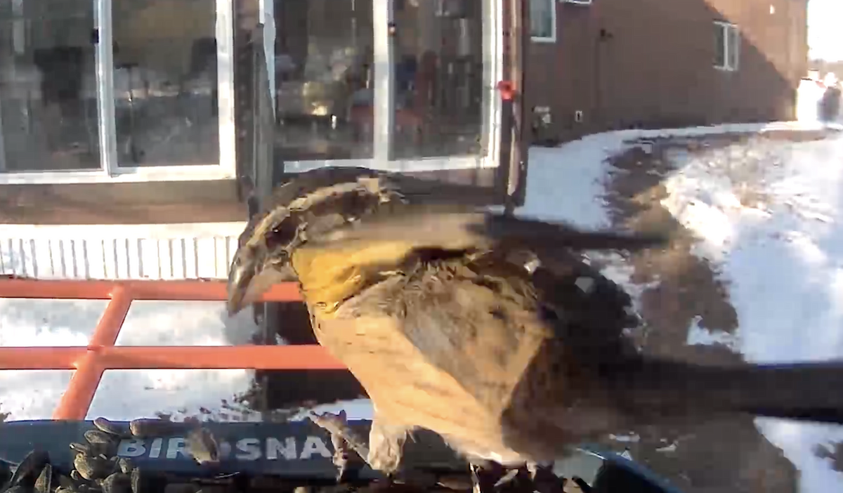 Black-headed Grosbeak - ML647353804