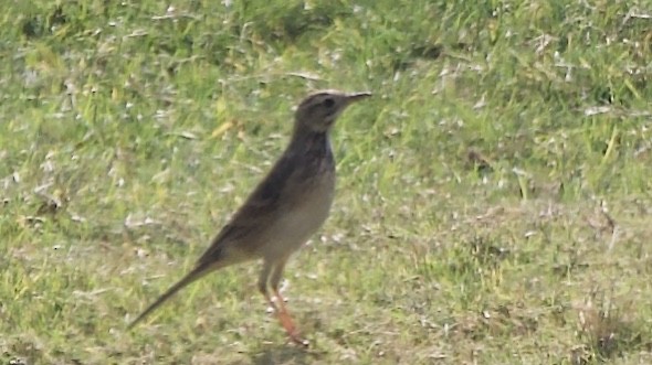 Richard's Pipit - ML647353820