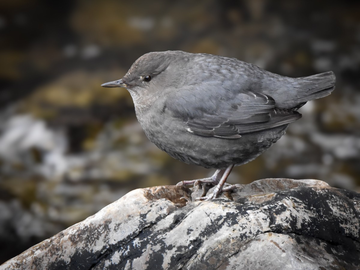 Ur-zozo iparramerikarra - ML647353822