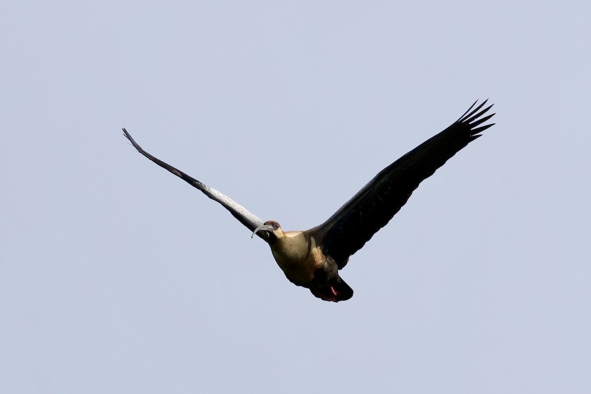 Black-faced Ibis - ML647353828