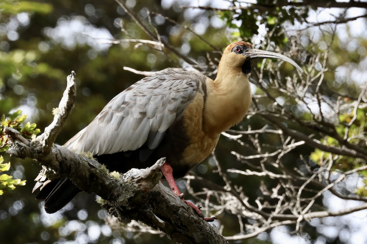 Black-faced Ibis - ML647353829