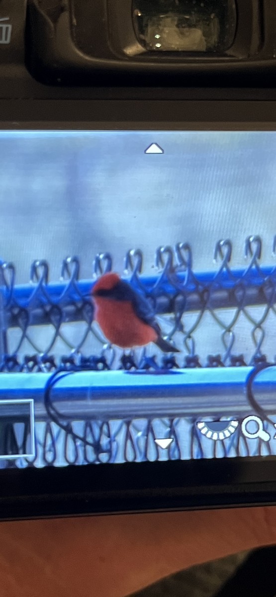 Vermilion Flycatcher - ML647353836