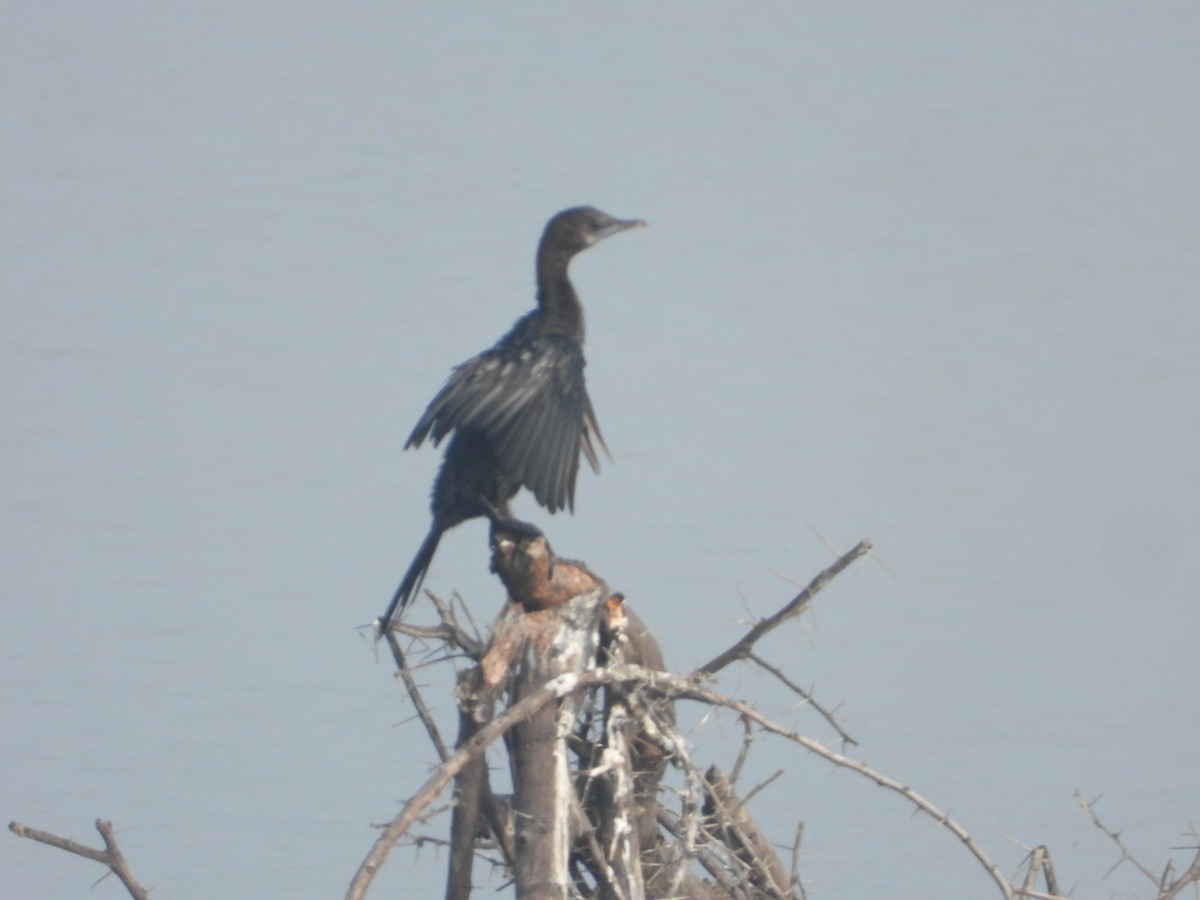 Little Cormorant - ML647353840