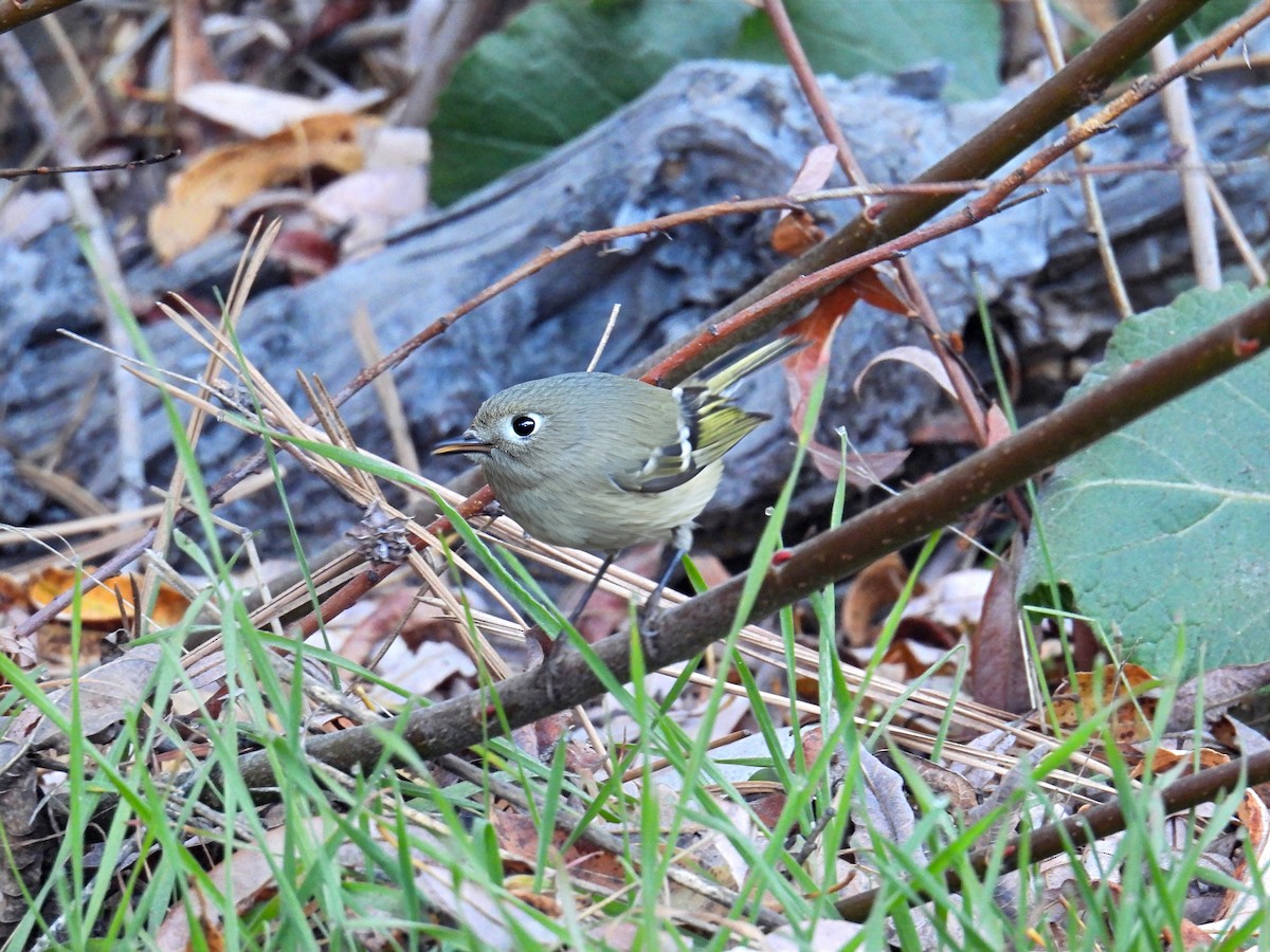 Ruby-crowned Kinglet - ML647353848