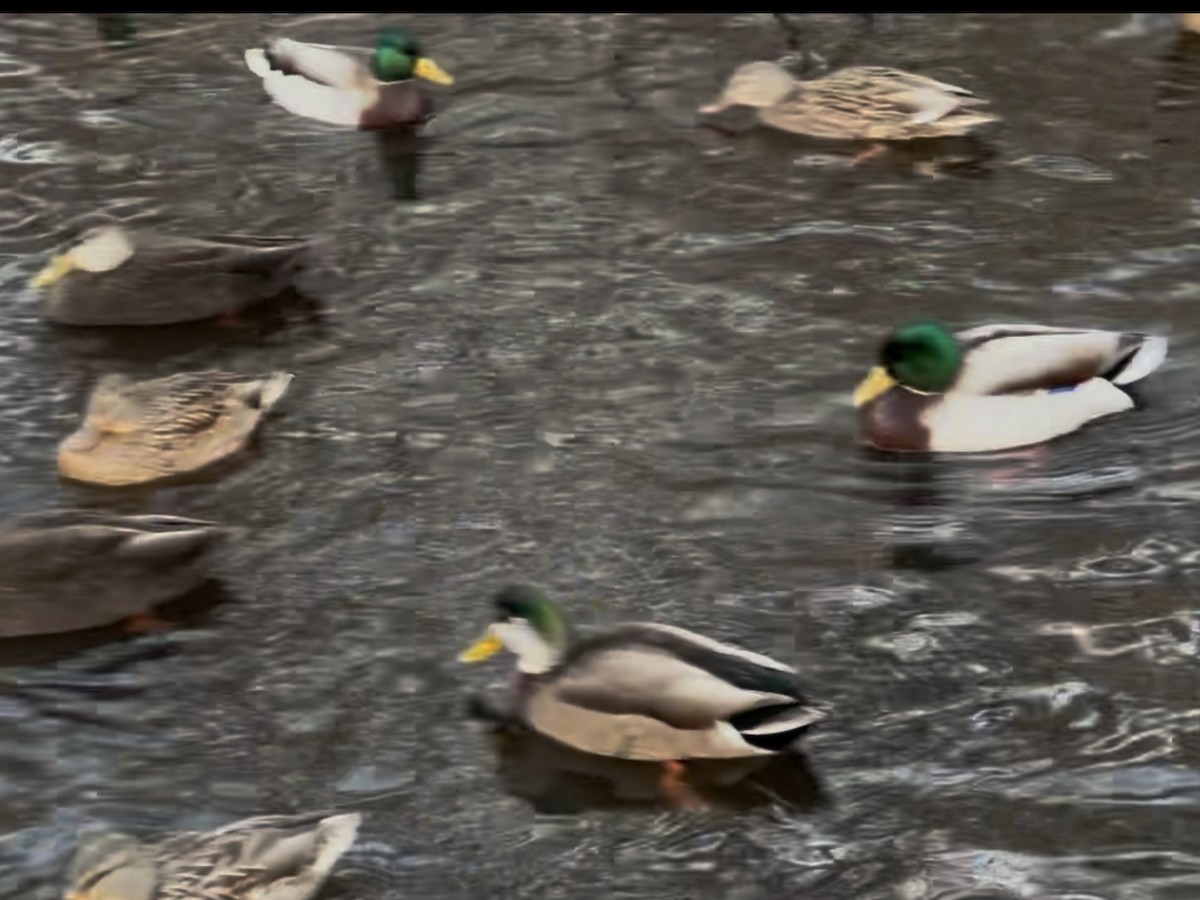 Mallard x American Black Duck (hybrid) - ML647353854