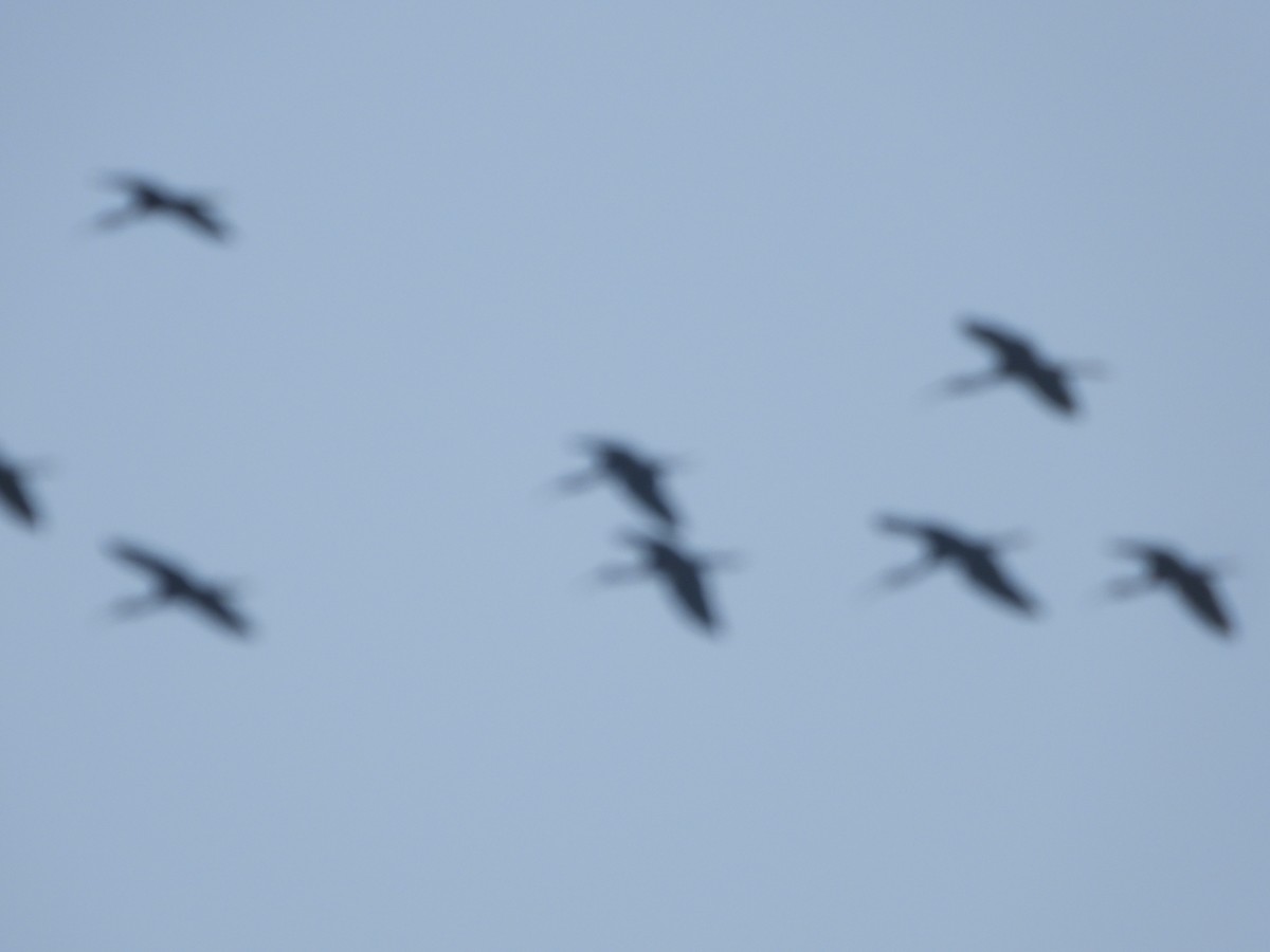 Glossy Ibis - ML647353857
