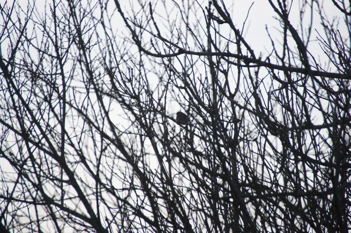 Dunnock - ML647353867