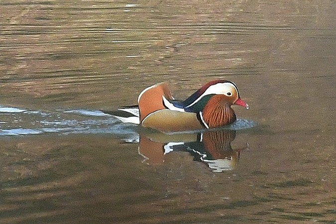 mandarinand - ML647353872