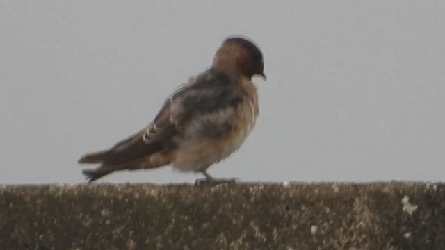 סנונית אמריקנית - ML647353893