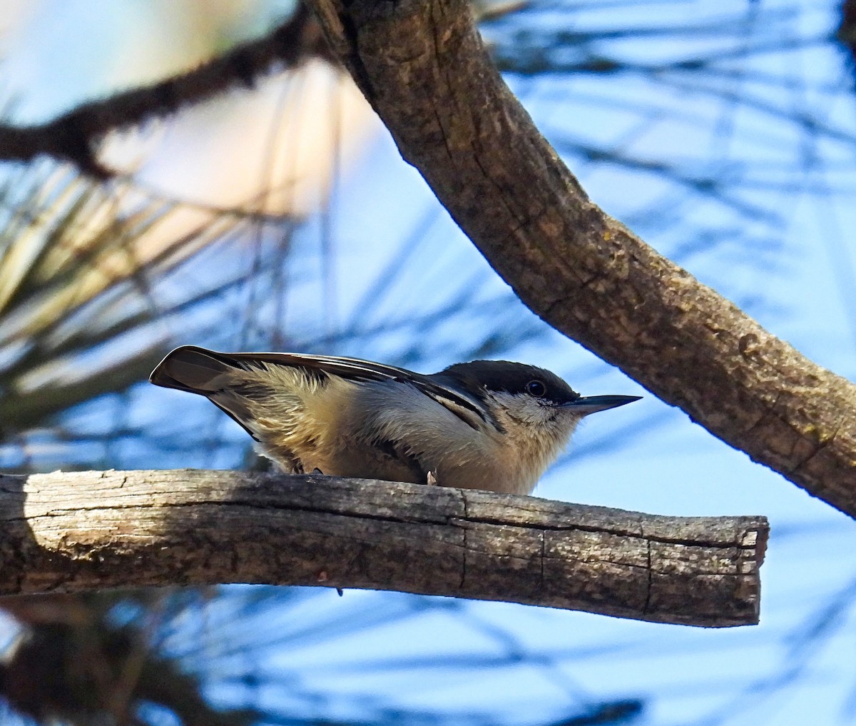 Pygmy Nuthatch - ML647353897