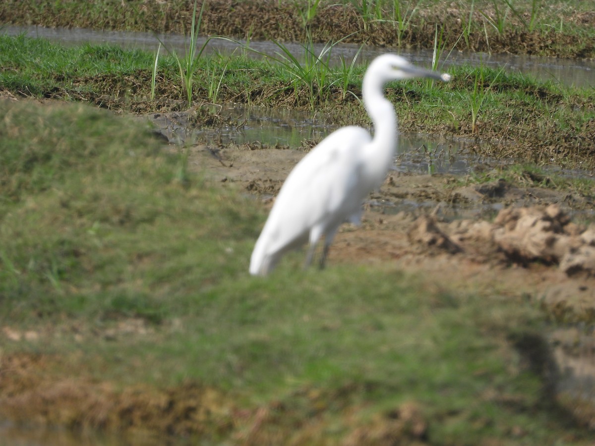 Little Egret - ML647353911