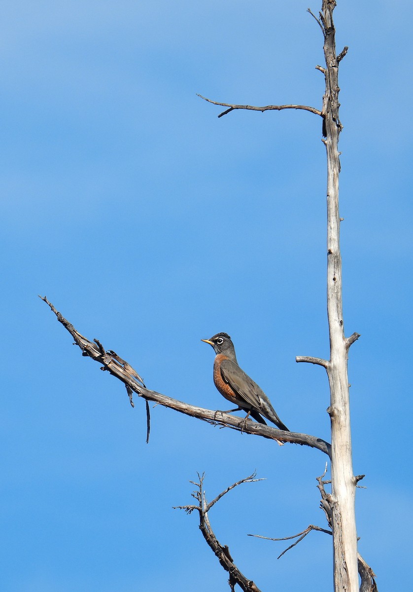 American Robin - ML647353920