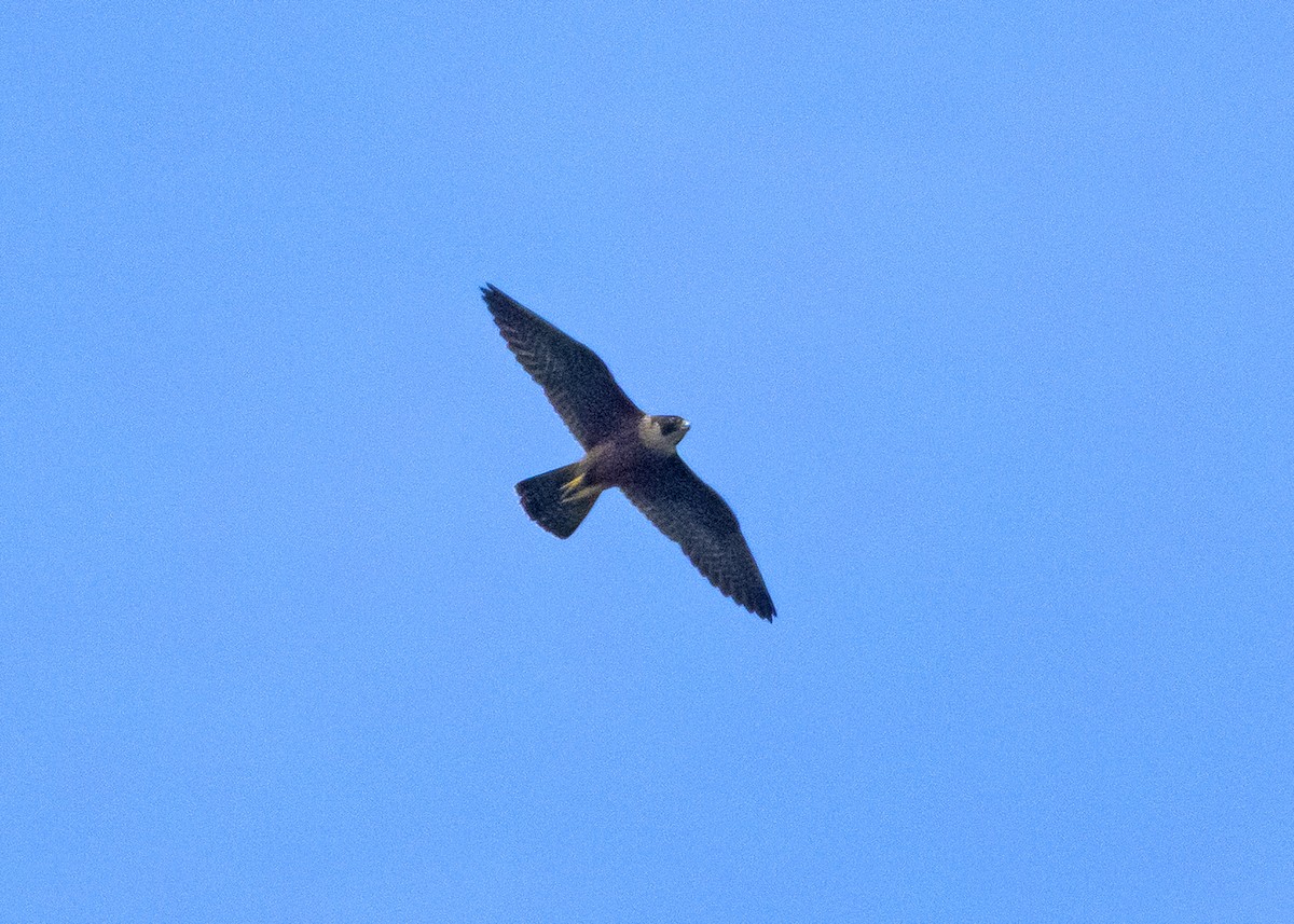 Faucon pèlerin (ernesti/nesiotes) - ML647353921