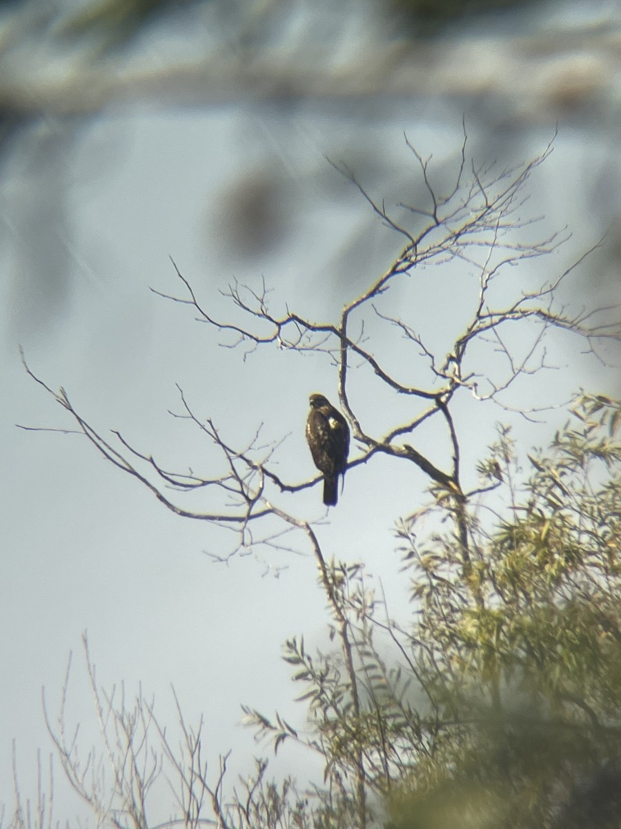 káně rudochvostá - ML647353925