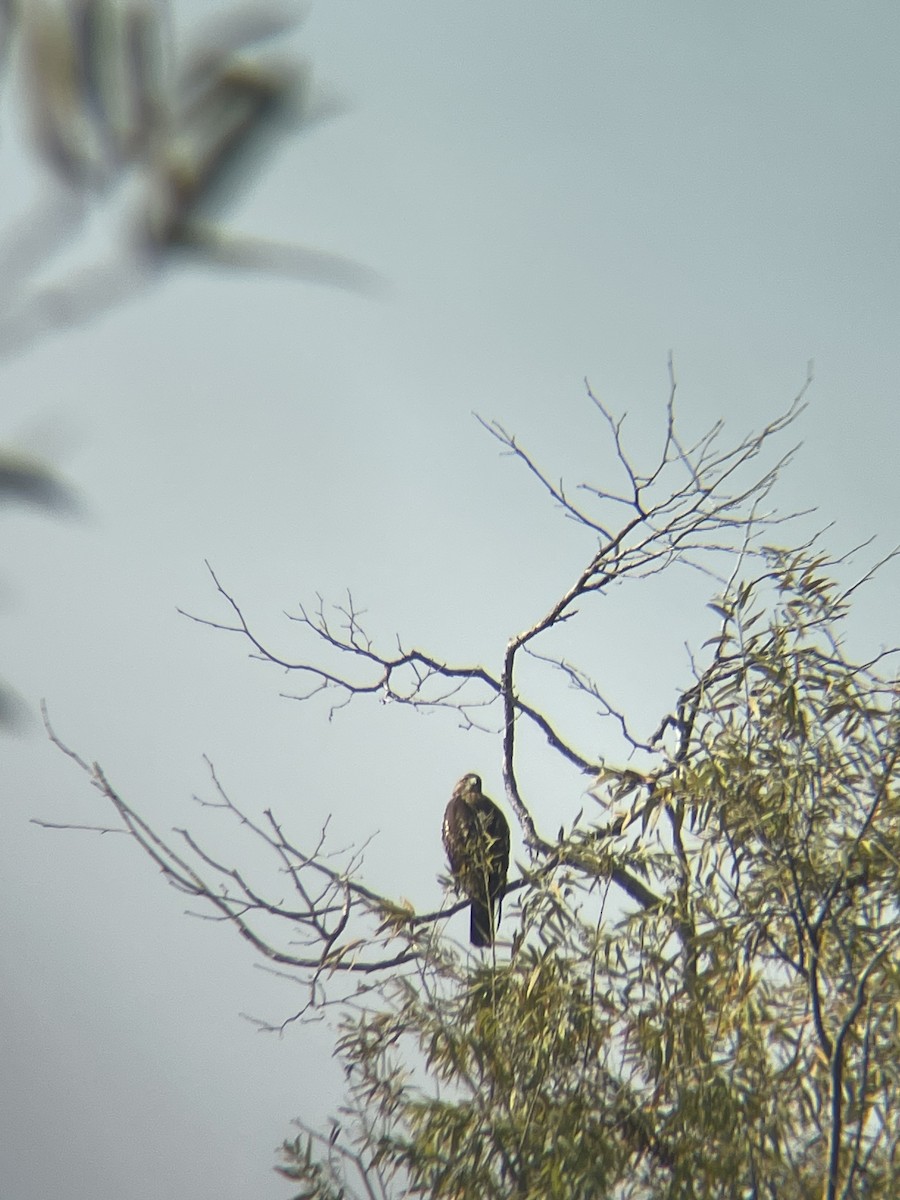 káně rudochvostá - ML647353926