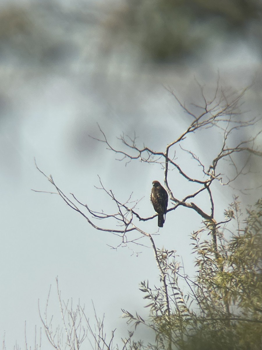 káně rudochvostá - ML647353927