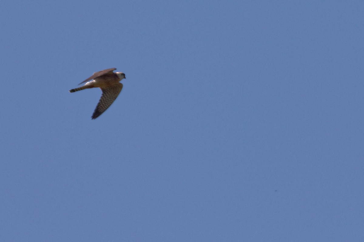 Red-footed Falcon - ML647353945