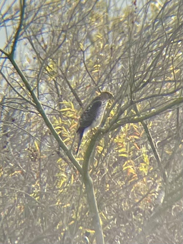 jestřáb americký - ML647353946