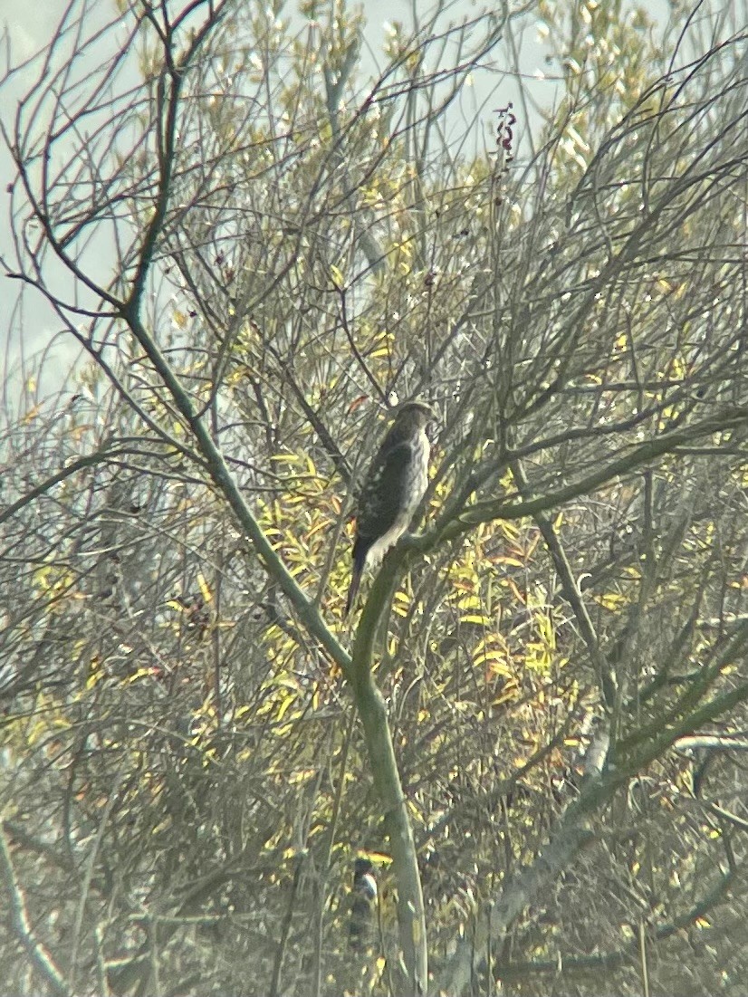 jestřáb americký - ML647353947