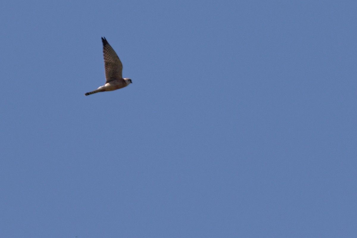 Red-footed Falcon - ML647353948