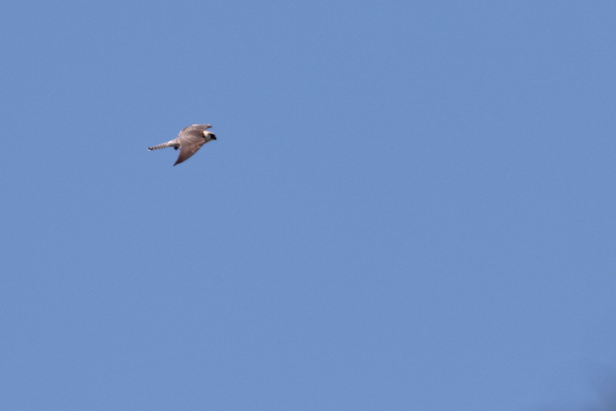 Red-footed Falcon - ML647353949