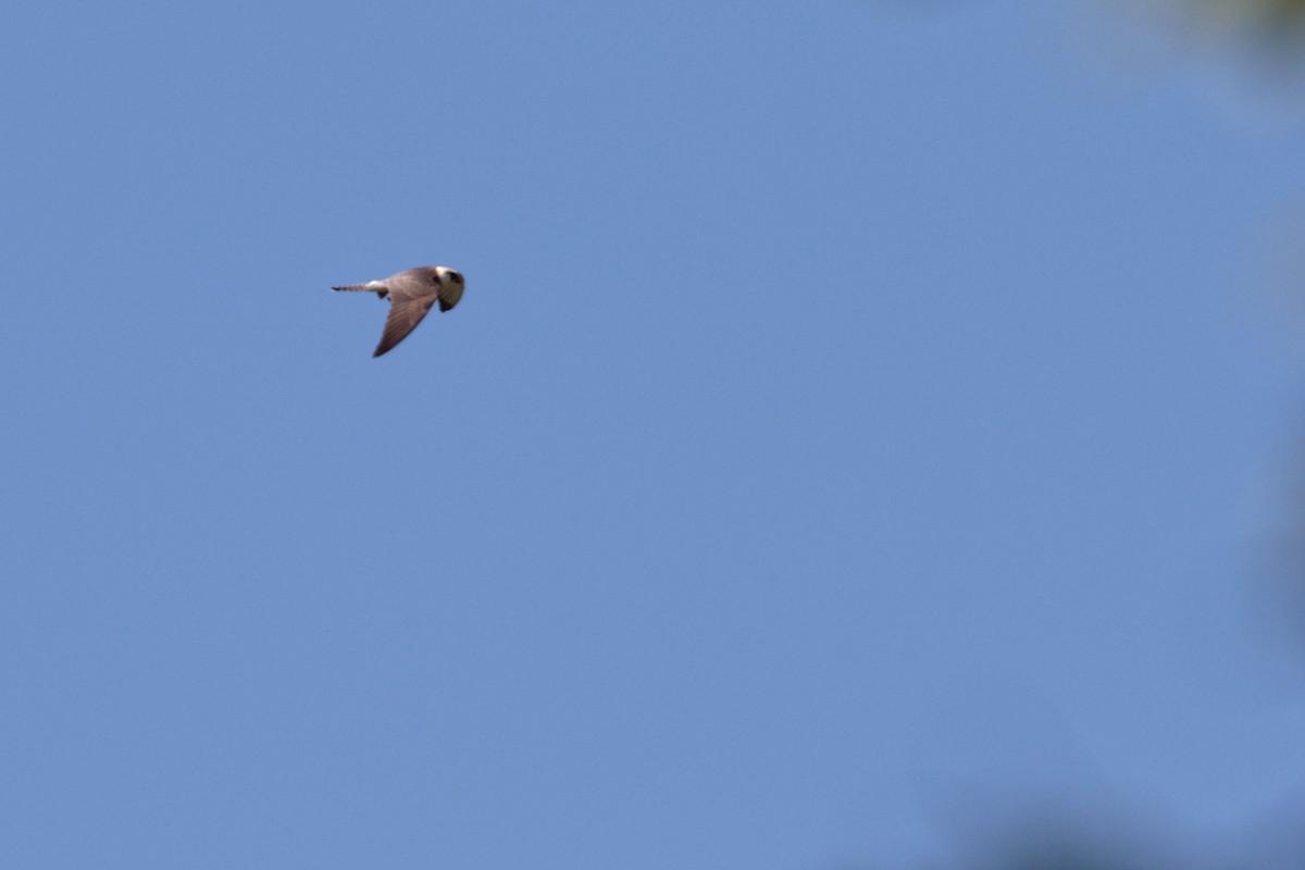 Red-footed Falcon - ML647353955