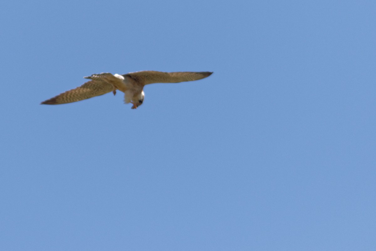 Red-footed Falcon - ML647353960