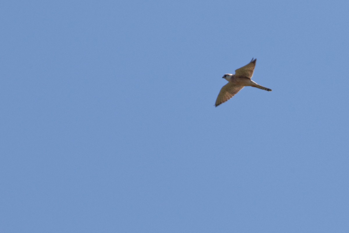 Red-footed Falcon - ML647353968