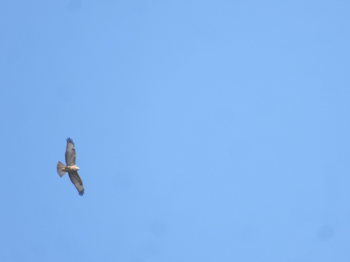 káně bělochvostá - ML647353976