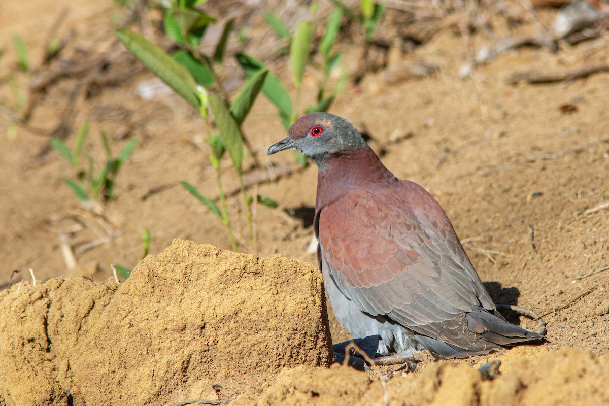 Paloma Colorada - ML647353982