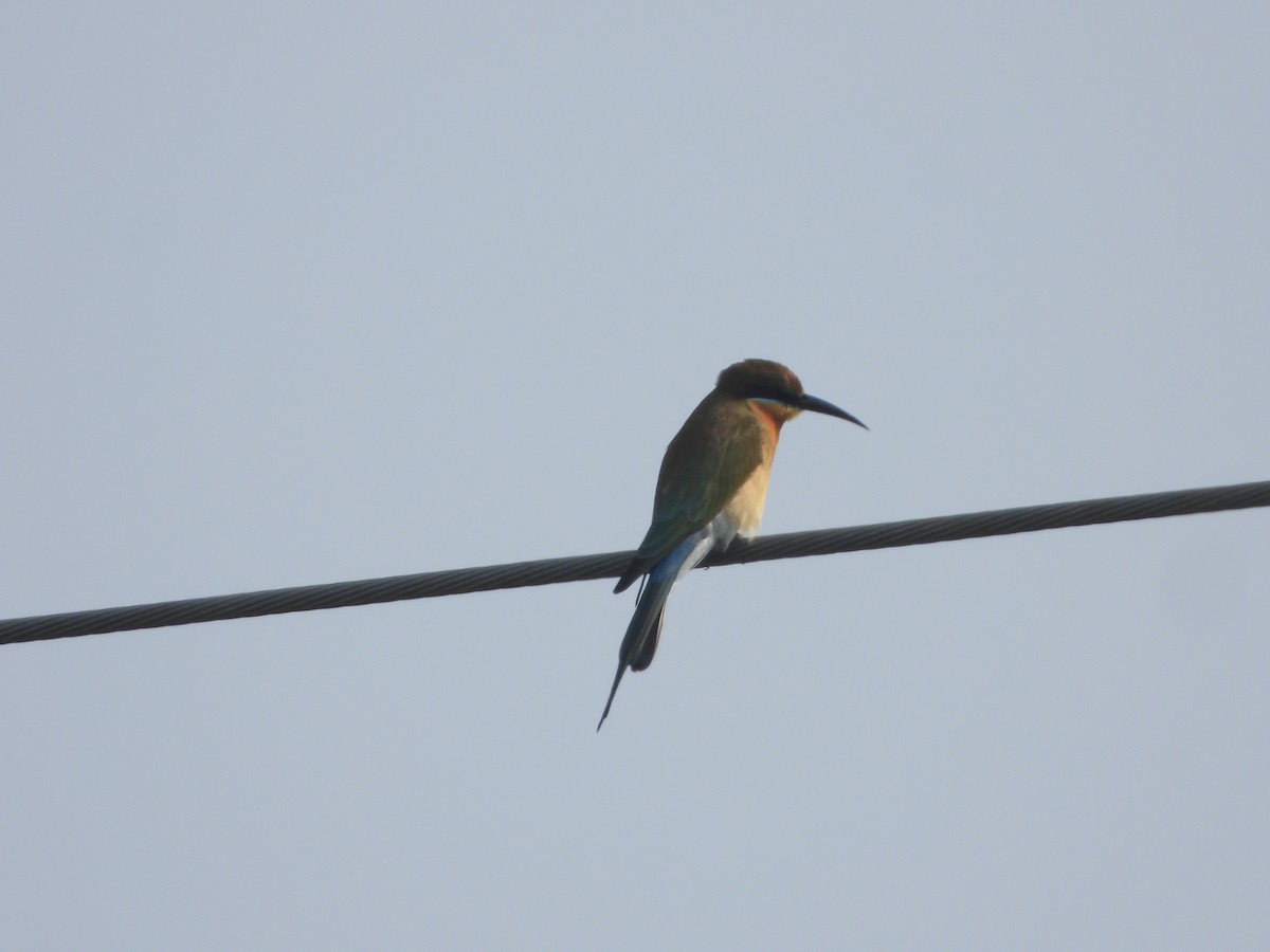 Blue-tailed Bee-eater - ML647353996
