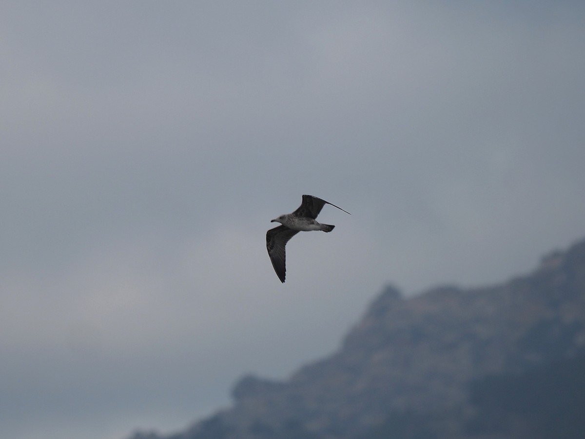 Lesser Black-backed Gull - ML647353998