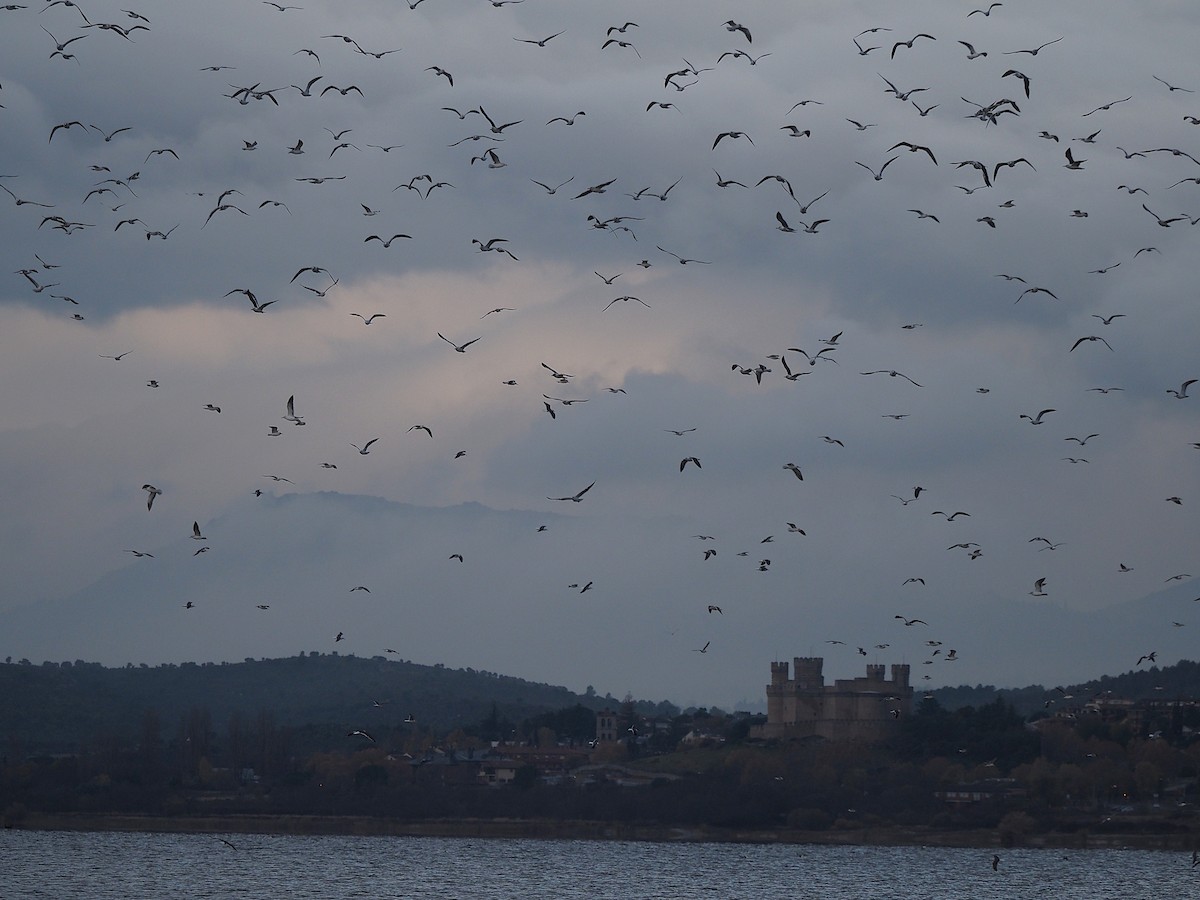 Lesser Black-backed Gull - ML647354004