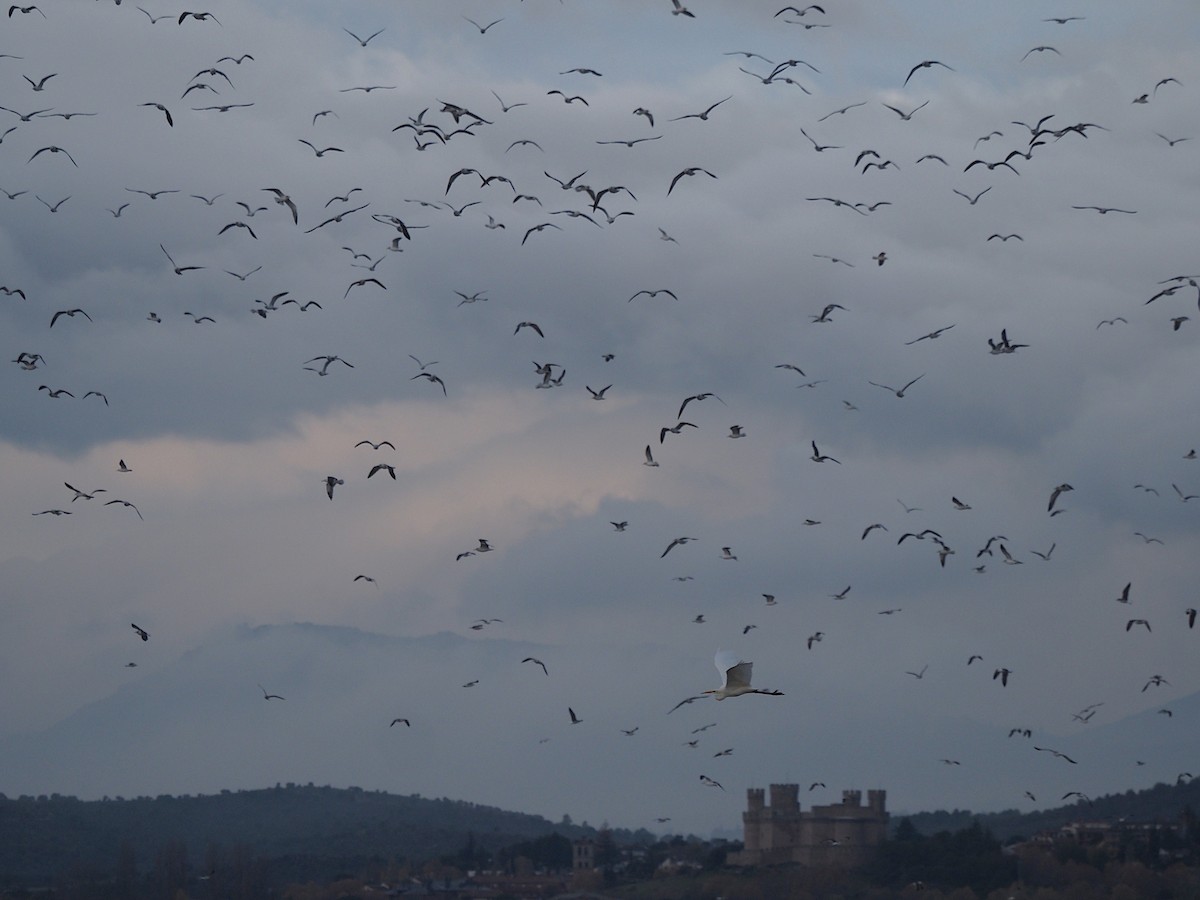 Lesser Black-backed Gull - ML647354009
