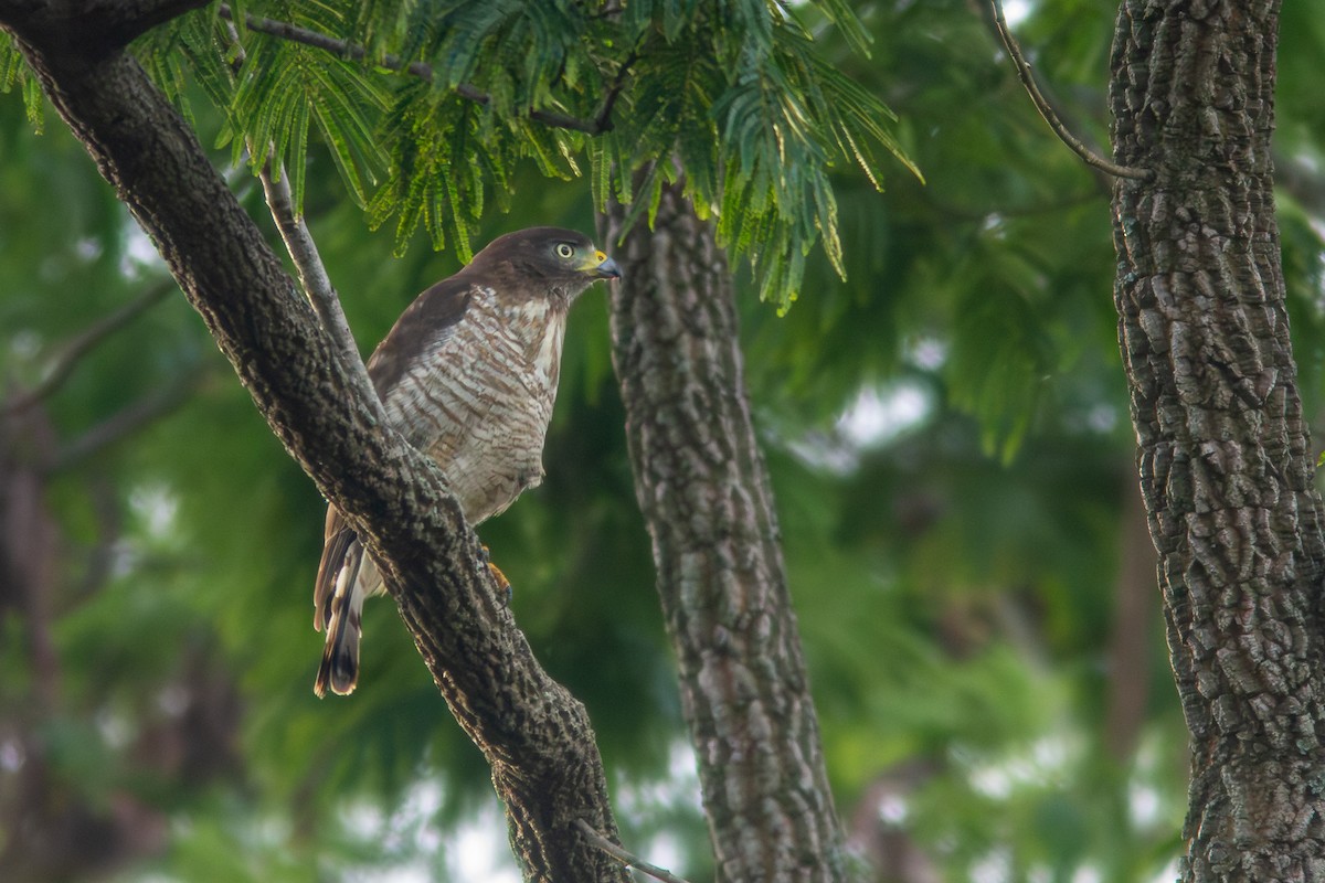 Roadside Hawk - ML647354010